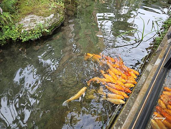 潭心閣Lake's heart_花蓮住宿民宿推薦_鯉魚潭 (23).JPG