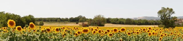 Tuscany－12 sunflowers long－2