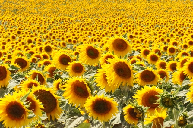 Tuscany－13－sunflowers－2