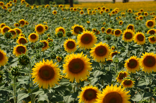 tuscany－d5－1－sunflower－14