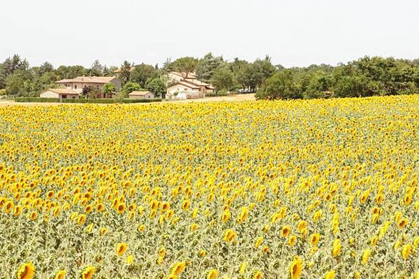 tuscany－d5－1－sunflower－16