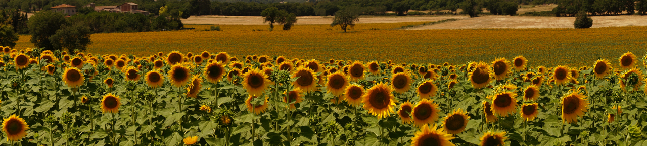 tuscany－d5－1－sunflower－27－L