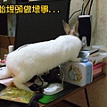 爬上電腦桌的兔子_07.jpg