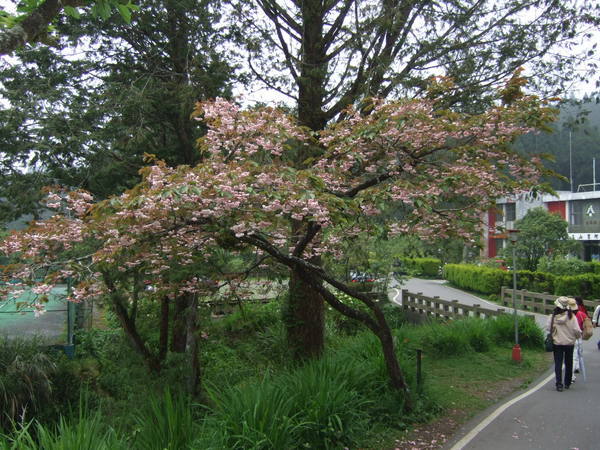 四月底還屹立不搖的櫻花樹