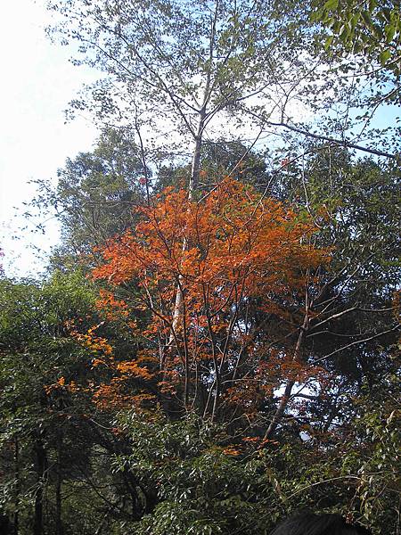 20081213-拉拉山觀光巴士一日遊 142.jpg