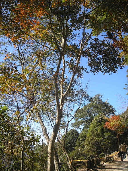 20081213-拉拉山觀光巴士一日遊 138.jpg