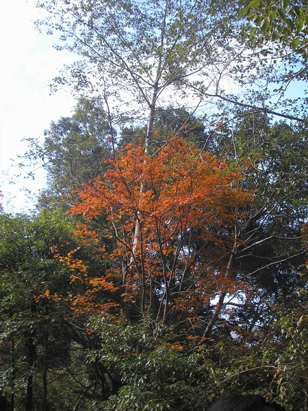 20081213-拉拉山觀光巴士一日遊 142.jpg