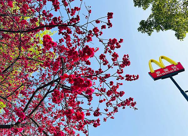 ★桃園景點★ 莒光環保公園，平地就有超美賞櫻點，八重櫻滿開了