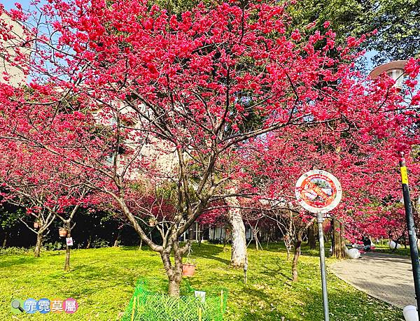 ★桃園景點★ 莒光環保公園，平地就有超美賞櫻點，八重櫻滿開了