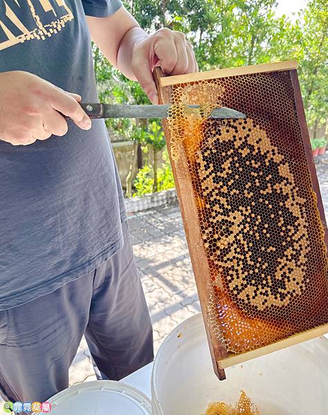 ★新竹親子景點★ 小小養蜂職人，認識蜜蜂生態和動手採蜜體驗，