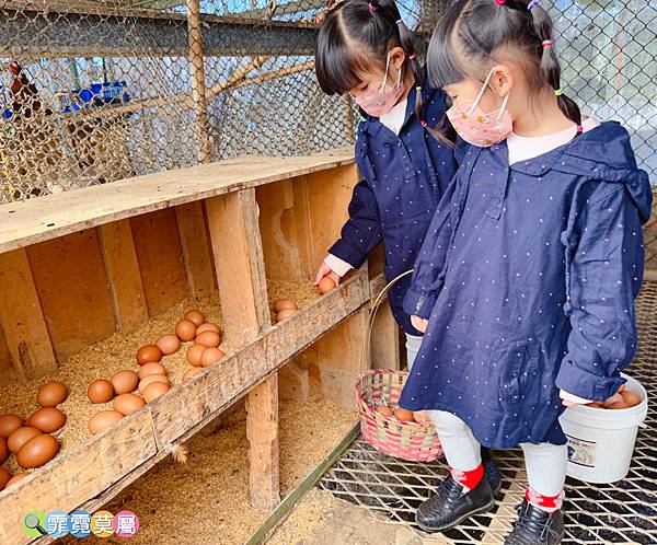 ★桃園農場★ 陽榮生態農場，餵動物釣魚蝦撈青蛙看飛機體驗小農