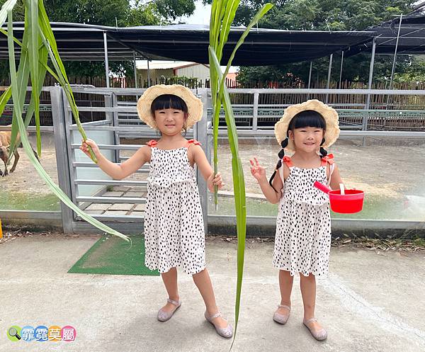 ★台中親子景點★ 威爾森的農場，假日限定開放門票銅板價玩一整