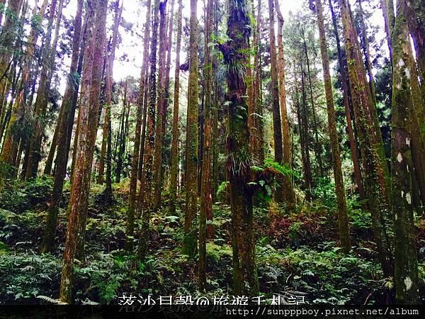 嘉義_阿里山國家公園 (198)_調整大小.JPG