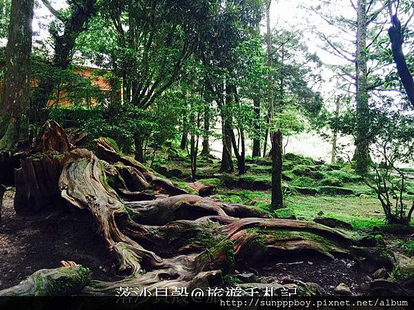 嘉義_阿里山國家公園 (256)_調整大小.JPG 嘉義_阿里山國家公園 (256)_調整大小.JPG