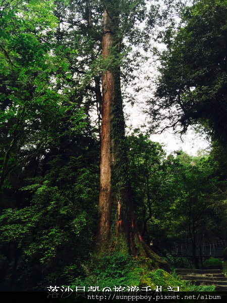 嘉義_阿里山國家公園 (288)_調整大小.JPG