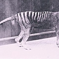 Thylacine