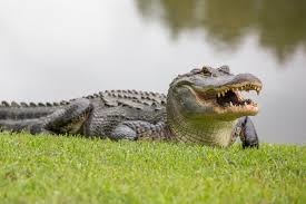 Alligator１.jpg