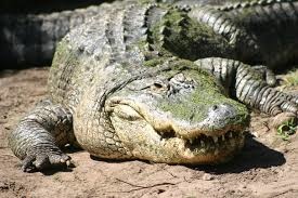 Alligator３.jpg