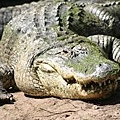 Alligator３.jpg