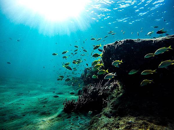 sea-fish-underwater-ocean.jpg