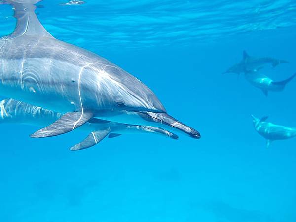 dolphin-ocean-sea-water.jpg