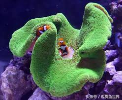 地毯海葵.jpg 地毯海葵.jpg