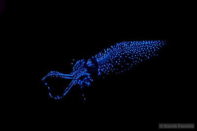 螢火蟲魷魚(Firefly Squids).jpg