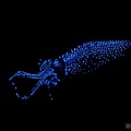 螢火蟲魷魚(Firefly Squids).jpg