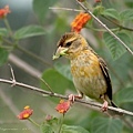 織布鳥吃蟲1.jpg