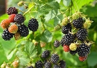 blackberries.jpg