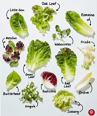 lettuce.jpg