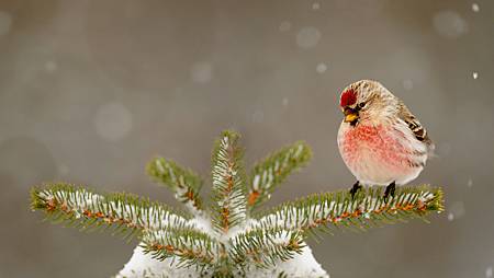 CommonRedpoll_ROW6444426559_1366x768.jpg