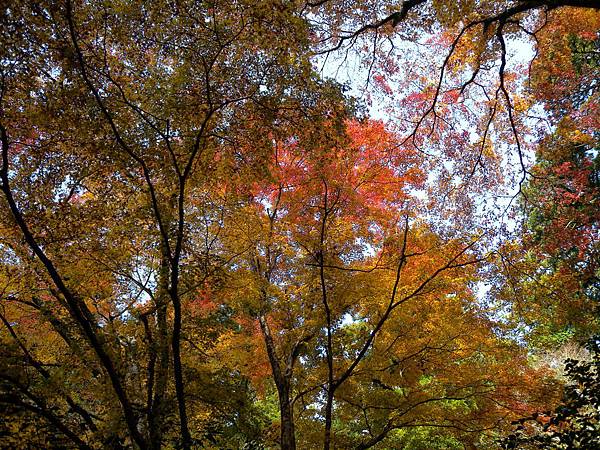 亮麗紅葉