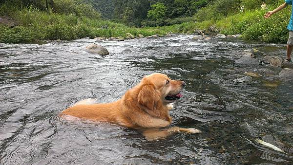 Boopee愛泡水