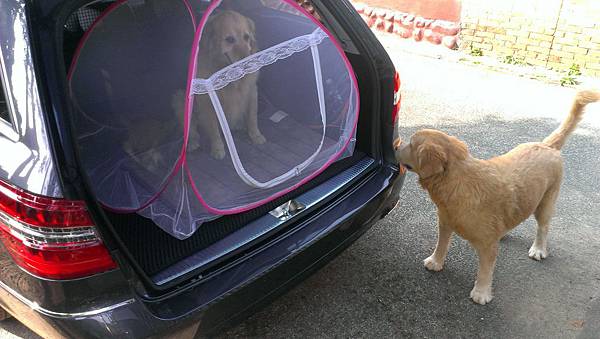 Boopee與阿呆 Boopee與阿呆