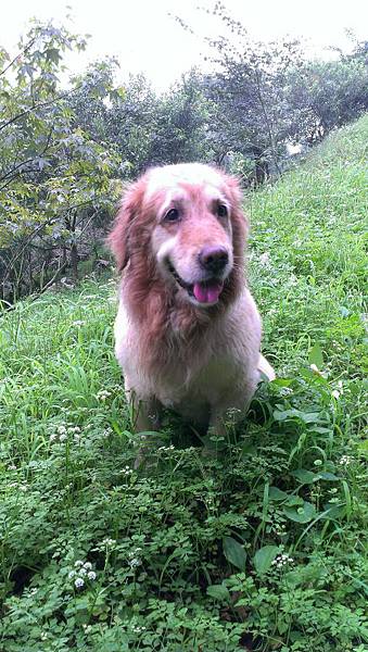 陽昇法律事務所招牌犬