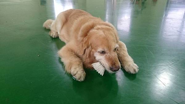 006 布痞咬羽球.jpg 006 布痞咬羽球.jpg