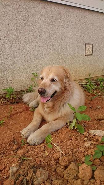 002 布痞趴著.jpg 002 布痞趴著.jpg