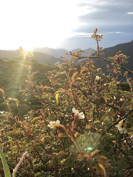 合歡山美麗的花