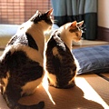 ２貓曬太陽