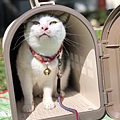LINE_ALBUM_文宣用照片(貓狗)_220721_31.jpg