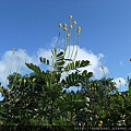 DSCF1119.JPG