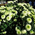 DSCF1121.JPG