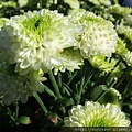 DSCF1123.JPG