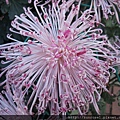 DSCF1129.JPG