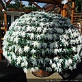 DSCF1137.JPG