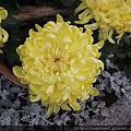 DSCF1146.JPG