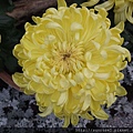 DSCF1147.JPG