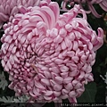 DSCF1150.JPG