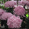 DSCF1151.JPG